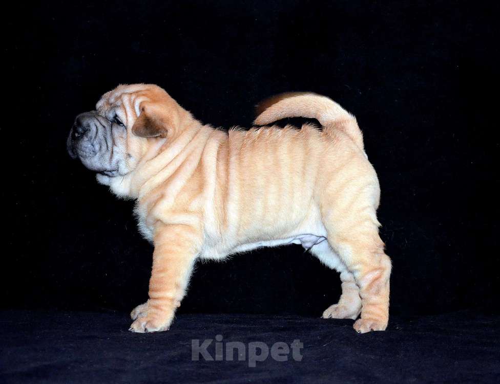 Собаки в Екатеринбурге: Лучший из Банды Рыжих. Мальчик, Бесплатно - фото 4