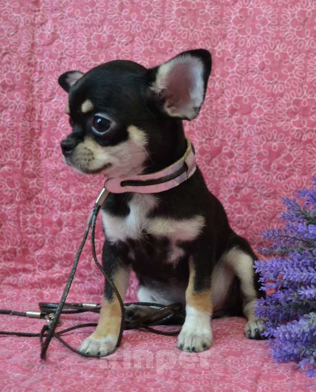 Собаки в Санкт-Петербурге: Девочка чихуахуа  Девочка, 50 000 руб. - фото 4