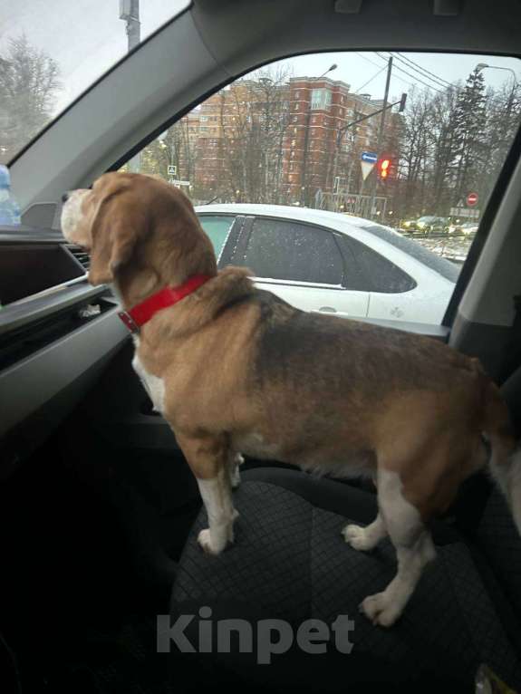 Собаки в Одинцово: Найдена собака!  Девочка, Бесплатно - фото 2