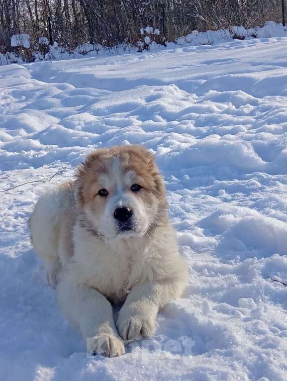 Собаки в Печоре: Девочка САО Девочка, 40 000 руб. - фото 3