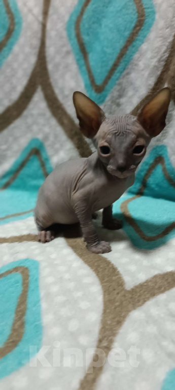 Кошки в Донецке: Канадский сфинкс мальчик голубого  окраса  ( резинка ) Мальчик, 20 000 руб. - фото 2