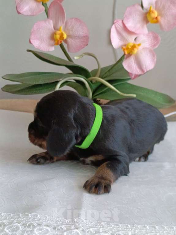 Собаки в Москве: Русский охотничий спаниель мальчик Мальчик, 50 000 руб. - фото 1