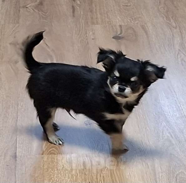 Собаки в Казани: Щенок  Чихуахуа Мальчик, 40 000 руб. - фото 4