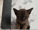 Кошки в Оренбурге: Бурманские котята Девочка, 35 000 руб. - фото 3
