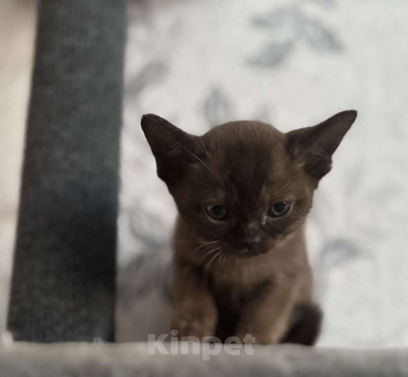 Кошки в Оренбурге: Бурманские котята Девочка, 35 000 руб. - фото 3