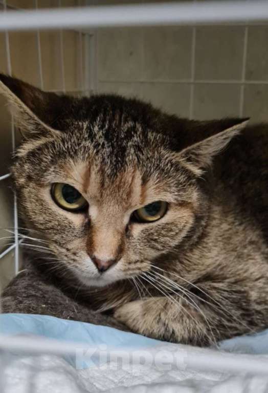 Кошки в Санкт-Петербурге: Твикси Медовая Красавица Девочка, Бесплатно - фото 5