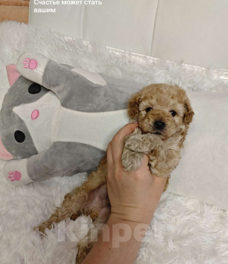 Собаки в Москве: Той пудель  Мальчик, 65 000 руб. - фото 4