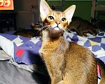 Кошки в Орлове: Клубные АБИССИНСКИЕ котята., 80 000 руб. - фото 1