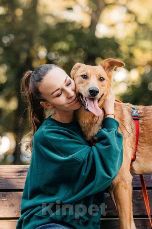 Собаки в Москве: Лион- один на миллион ♥️ Мальчик, Бесплатно - фото 2