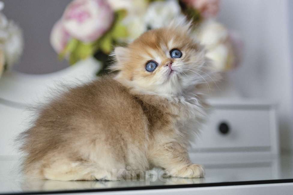 Кошки в Балашихе: Британская длинношерстная девочка Индика Девочка, 100 000 руб. - фото 5