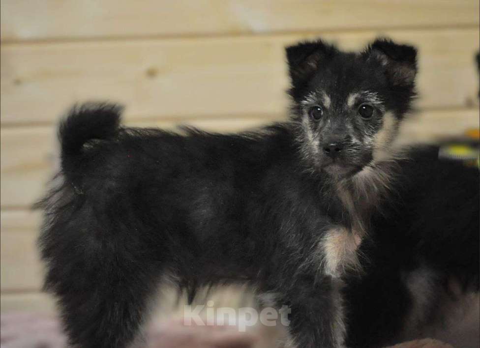 Собаки в Лосином-Петровском: якутята из ледяного подъезда Мальчик, Бесплатно - фото 2