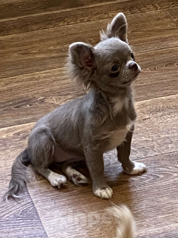 Собаки в Твери: Лиловая девочка Девочка, 55 000 руб. - фото 2