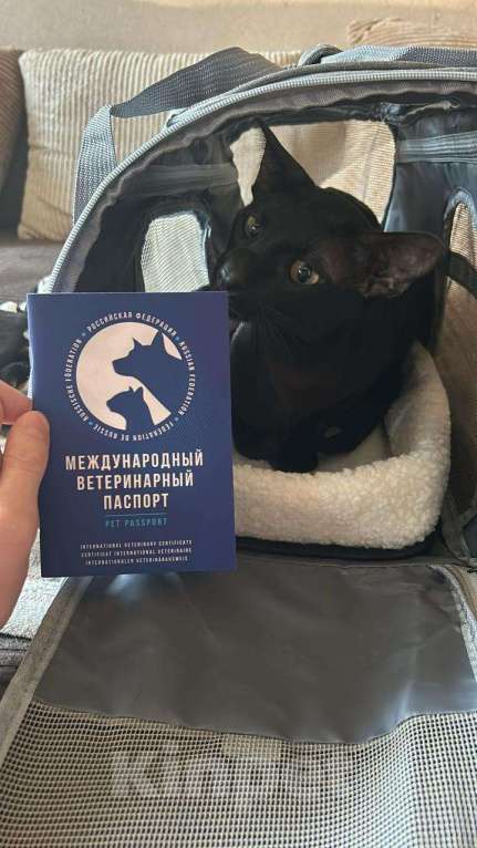 Кошки в Москве: Ориентальный кот Вязка Москва Мальчик, 1 руб. - фото 2