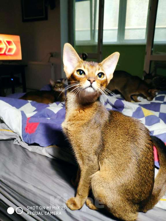 Кошки в Орлове: Клубные АБИССИНСКИЕ котята., 80 000 руб. - фото 1