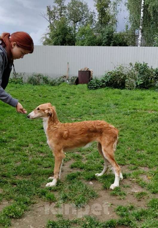 Собаки в Лобне: Щенки Русской Псовой Борзой Мальчик, Бесплатно - фото 6