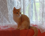 Кошки в Санкт-Петербурге: Золотой британский котик  Мальчик, 35 000 руб. - фото 1