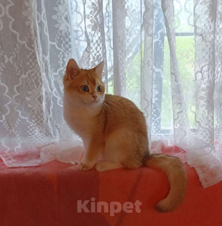 Кошки в Санкт-Петербурге: Золотой британский котик  Мальчик, 35 000 руб. - фото 1