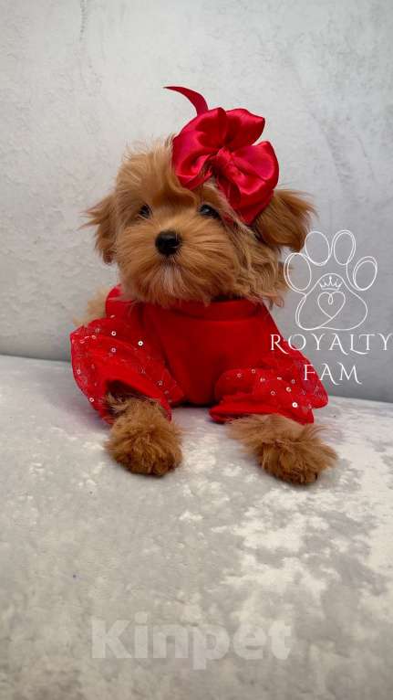 Собаки в Москве: Мини девочка мальтипу F1 Royalty Fam Isabell Девочка, Бесплатно - фото 8