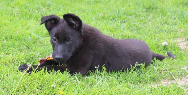 Собаки в Москве: Румба Девочка, 45 000 руб. - фото 5