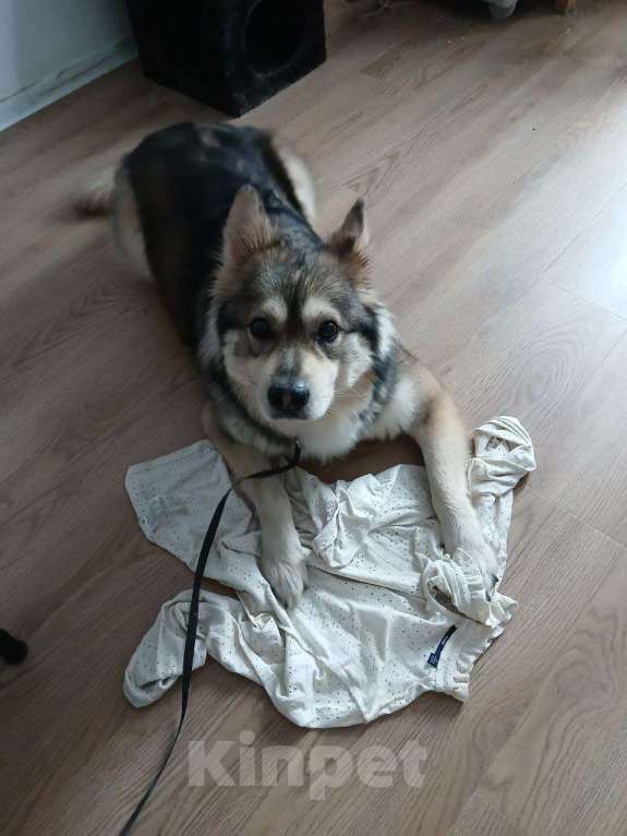 Собаки в Москве: Хороший мальчик ищет дом и новых хозяев Мальчик, Бесплатно - фото 2