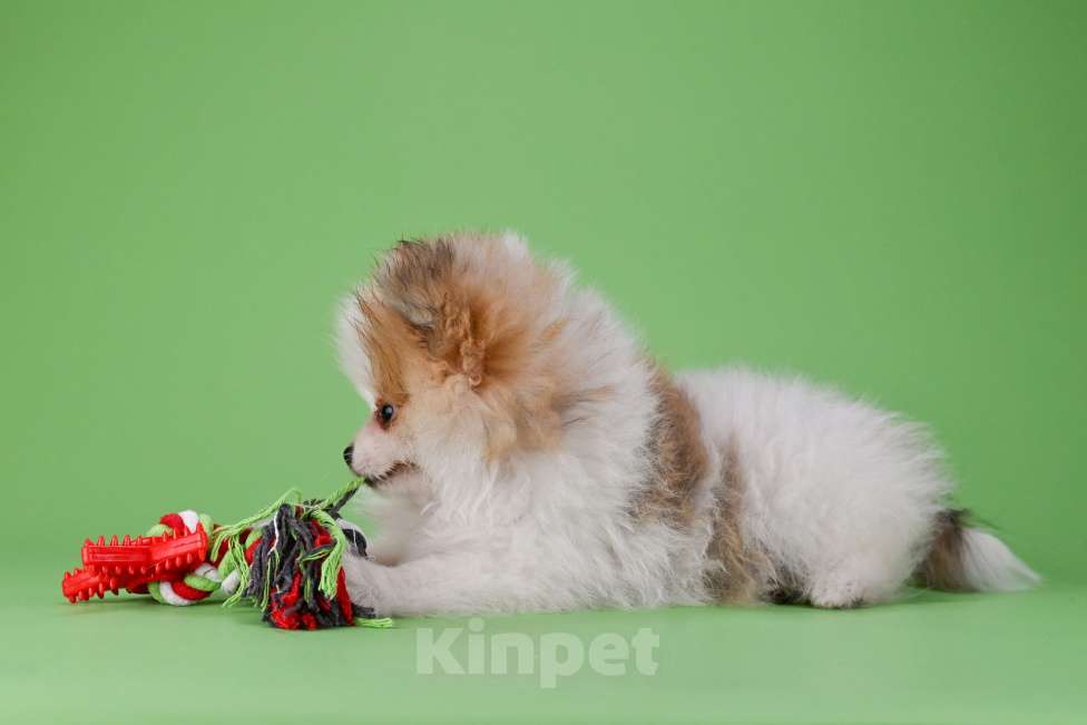 Собаки в Ростове-на-Дону: Продается мальчик померанского щпица от высокопородных родителей. Мальчик, 35 000 руб. - фото 2