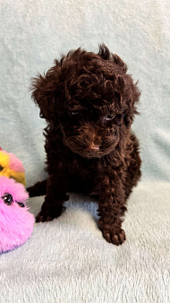 Пудель той/ миниатюра