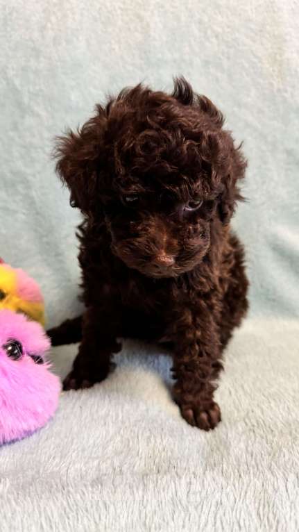 Собаки в Москве: Пудель той/ миниатюра Мальчик, Бесплатно - фото 1