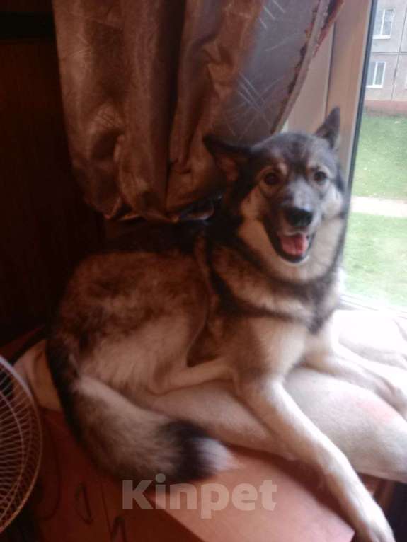 Собаки в Санкт-Петербурге: Отдам девочку в добрые руки Девочка, Бесплатно - фото 2