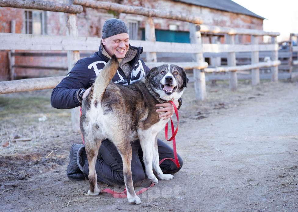 Собаки в Москве: Собака прошедшая СВО и избежавшая усыпления в поисках самого лучшего дома! Девочка, Бесплатно - фото 3
