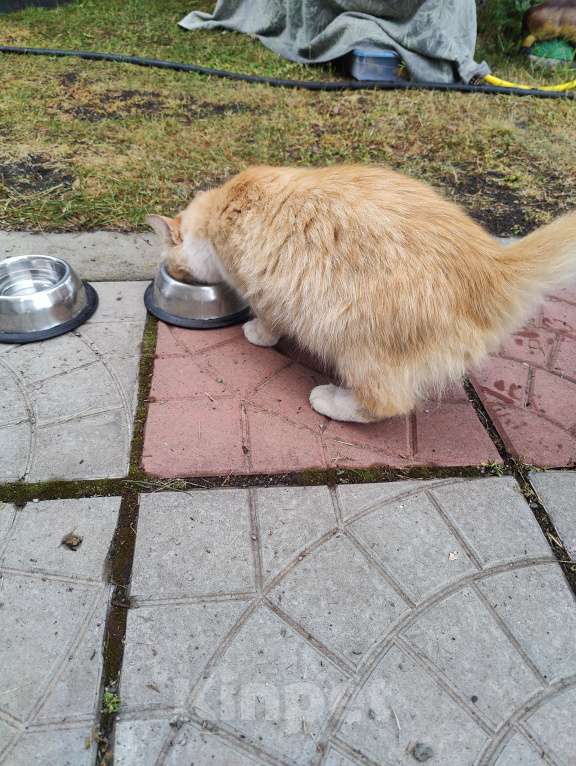 Кошки в Челябинске: Рыжее солнышко в добрые руки Девочка, Бесплатно - фото 3