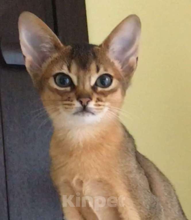 Кошки в Верее: Абиссинские котята  Девочка, 15 000 руб. - фото 1