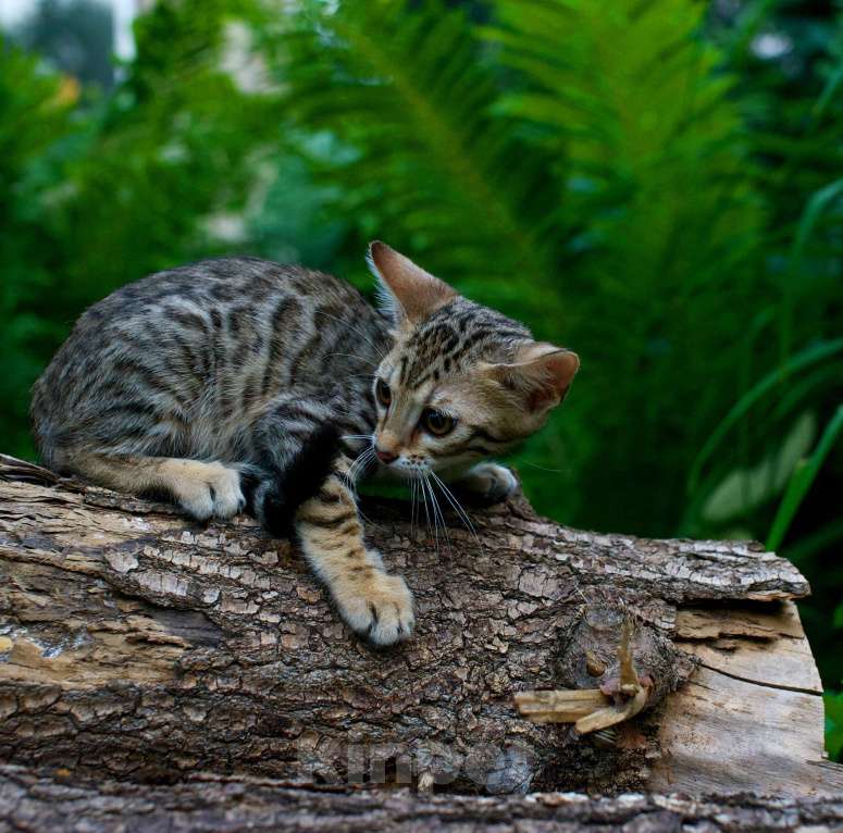 Кошки в Москве: Бенгальский котенок Мальчик, 20 000 руб. - фото 5