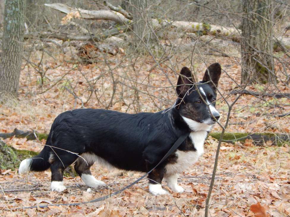 Собаки в Саратове: Мощная красотка кардиган триколор Девочка, 33 000 руб. - фото 3