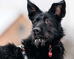 Собаки в Москве: Высокий бородатик Брэд в добрые руки Мальчик, 1 руб. - фото 9