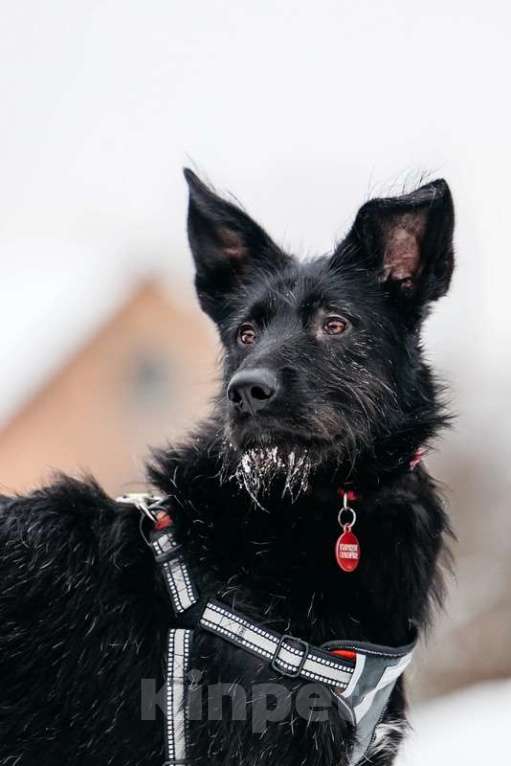 Собаки в Москве: Высокий бородатик Брэд в добрые руки Мальчик, 1 руб. - фото 9