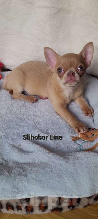 Собаки в Москве: Крутая Чихуахуа девочка Девочка, Бесплатно - фото 5