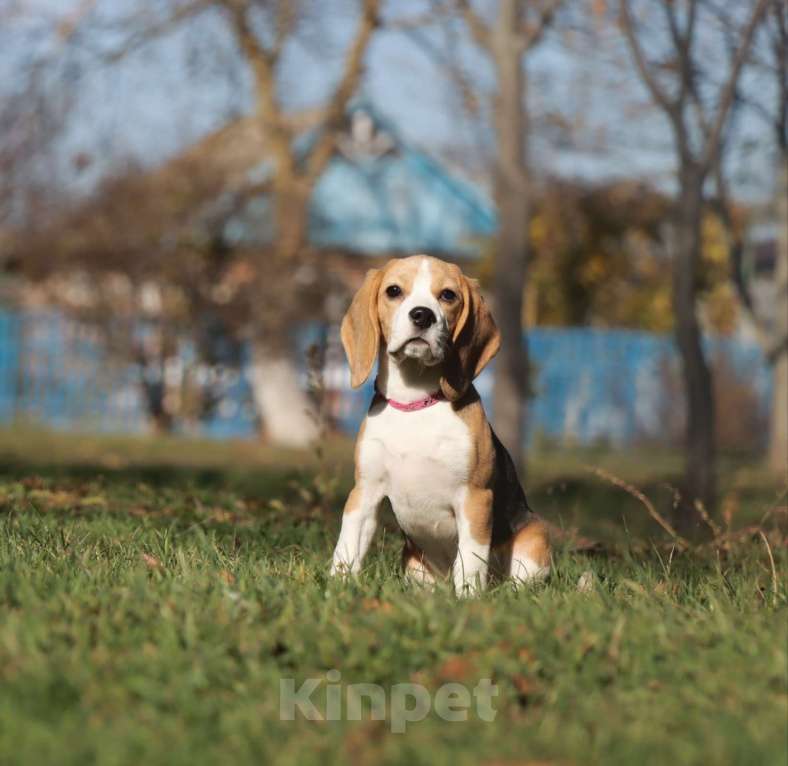 Собаки в Москве: Девочка бигля в поисках семьи  Девочка, 40 000 руб. - фото 2