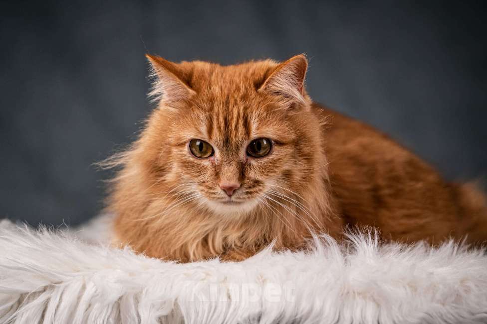 Кошки в Клине: Шуня — тихая кошечка Девочка, Бесплатно - фото 1