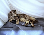 Кошки в Новосибирске: Котик манчкин нестандарт Мальчик, Бесплатно - фото 7