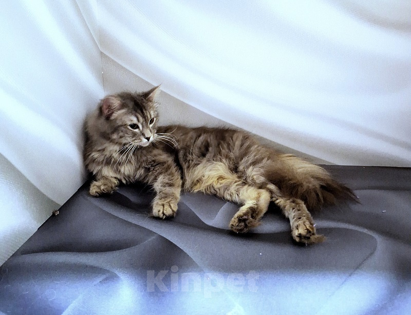 Кошки в Новосибирске: Котик манчкин нестандарт Мальчик, Бесплатно - фото 7
