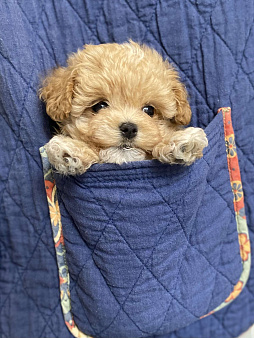 Девочка микро мальтипу