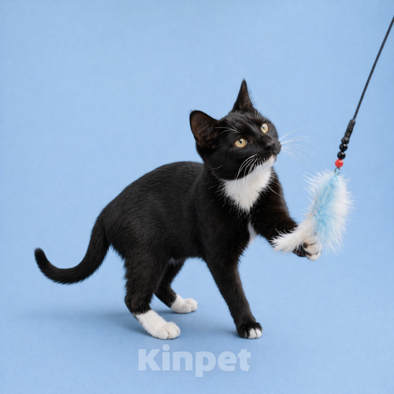 Кошки в Москве: Крошику нужен дом Мальчик, Бесплатно - фото 5