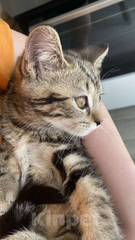 Кошки в Барнауле: Прямоухая кошечка Девочка, 3 500 руб. - фото 4