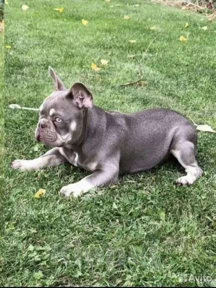 Собаки в Краснодаре: Французский  Девочка, 45 руб. - фото 2