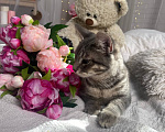 Кошки в Воронеже: Уличный котенок ищет дом Мальчик, Бесплатно - фото 3