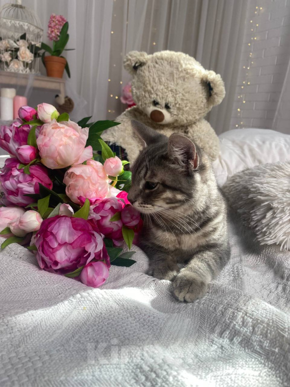 Кошки в Воронеже: Уличный котенок ищет дом Мальчик, Бесплатно - фото 3