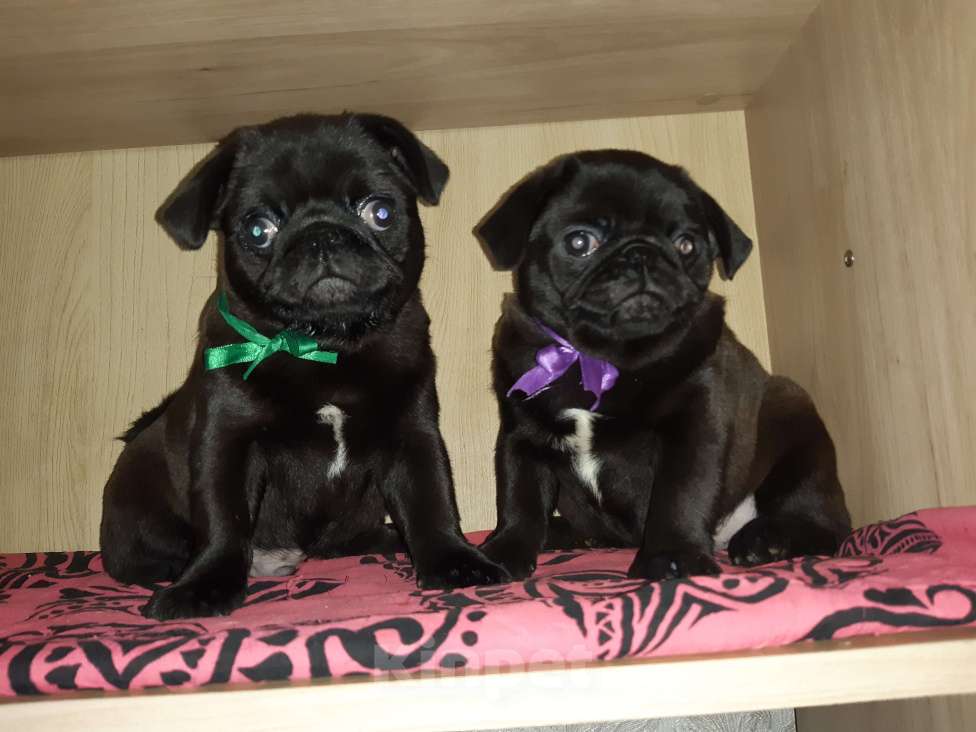 Собаки в Новосибирске: Мальчик чёрный жемчуг Мальчик, 40 000 руб. - фото 2