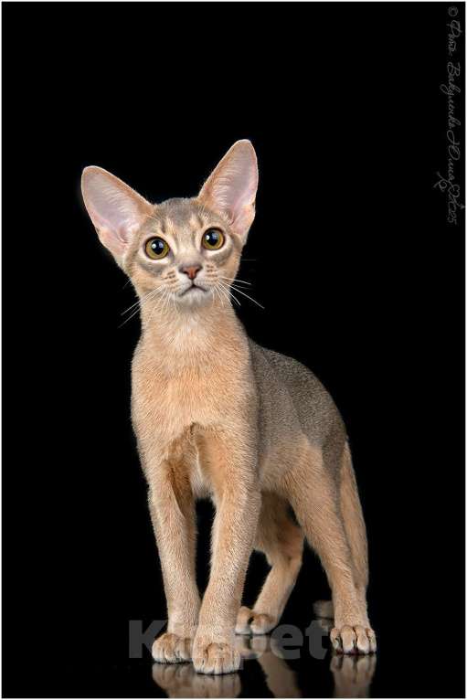 Кошки в Краснодаре: Абиссинский котенок голубого окраса  Девочка, 75 000 руб. - фото 2