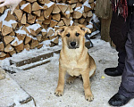 Собаки в других городах Ленинградской области: Щенки-мальчишки ищут дом Мальчик, Бесплатно - фото 1