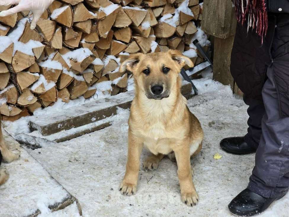 Собаки в других городах Ленинградской области: Щенки-мальчишки ищут дом Мальчик, Бесплатно - фото 1